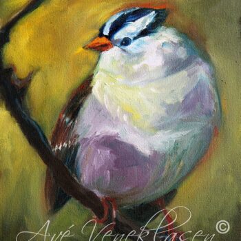 White Crowned Sparrow
