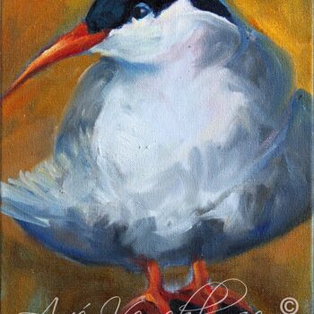 Arctic Tern