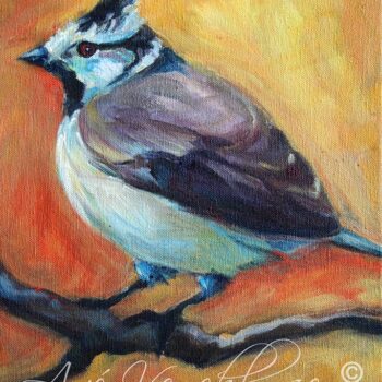 Crested Chickadee