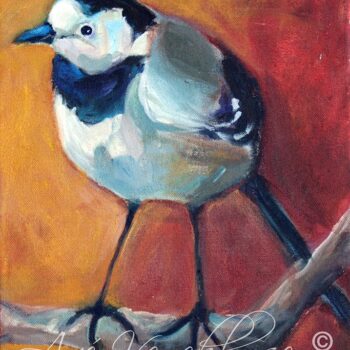 Pied Wagtail