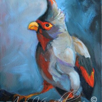 Pyrrhuloxia